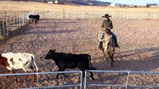 High Brow Hickory registered all around top sorter folks learning on him  ranch horse any level [upl. by Shwalb]