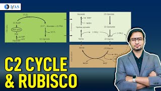 C2 Cycle and Rubisco  Target CSIR NET Life Science June 2024  IFAS [upl. by Delila]