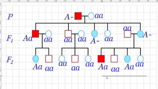 Pedigrí autosómico dominante 2 [upl. by Goodhen]