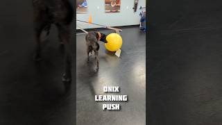 Onix ungracefully learning to push [upl. by Brigette]