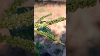 Beautiful Amaranthus Spinosus Flowers amaranth flowers nature [upl. by Bikales31]