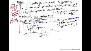 Metformin or Biguanides pharmacology  Mechanism of Action  class 1 [upl. by Nitsid]