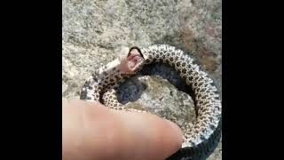 Baby female western hognose snake playing dead [upl. by Marcelle]