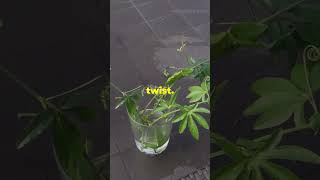 DIY Root Hormone Making Auxin and Cytokinin for Plant Growth 🌿 [upl. by Khoury]