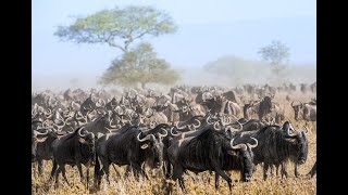 The Great Wildebeest Migration Lions and Crocs are Waiting Masai Mara Wildebeest Migration [upl. by Innor604]