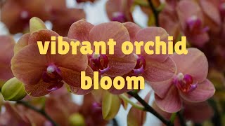 Grow Stunning Orchids in Water  No Soil Needed [upl. by Kristen]