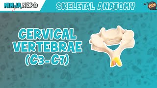 Cervical Vertebrae C3C7 Anatomy [upl. by Infield807]