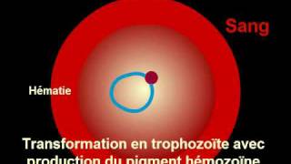 Cycle Plasmodium Malaria [upl. by Bourn]