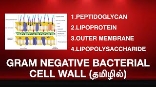 GRAM NEGATIVE BACTERIAL CELL WALL STRUCTURE  lipoprotein lipopolysaccharide outer membrane TAMIL [upl. by Nimzay]