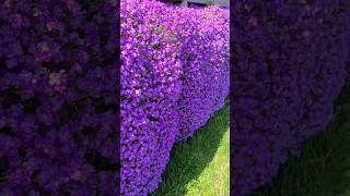 Aubrieta CASCADE BLUE forms an Impressive Wall of Flowers shorts [upl. by Anidal]