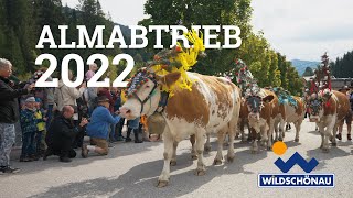 Almabtrieb von der Farnkaseralm  Wildschönau 2022 [upl. by Llerrej]