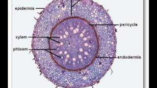 Plants Structure Transport and Xerophytic adaptations [upl. by Yleik]