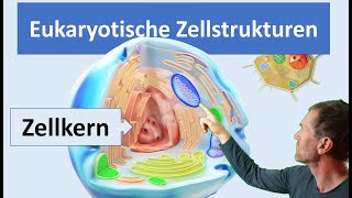 Eukaryotische Zellen Pflanzenzelle und Tierzelle mit ihren wichtigsten Zellstrukturen Organellen [upl. by Perrin]