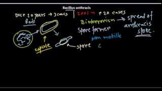 Bacillus anthracis introduction [upl. by Klump]