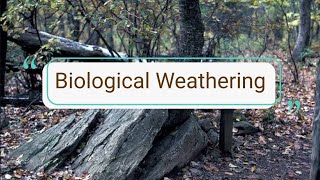 Biological Weathering  Activity of organisms Plants roots and Biochemical weathering [upl. by Assennej]