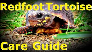 Redfoot Tortoise CARE GUIDE  Tips and Tricks  Enclosure and Diet  Animal Highlight Ep 2 [upl. by Sualkin7]