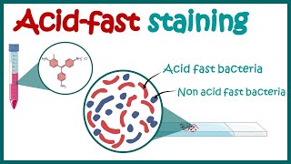 ACID FAST STAINING  Acid fast organisms  Bacterial Staining Technique  Microbiology [upl. by Drofnelg705]