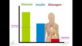 Human endocrine system Pancreas insulin glucagon diabetes [upl. by Acirre]