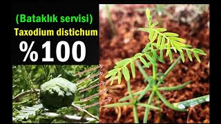 Taxodium distichum Bataklık servisi Grow Bald Cypress Trees from seeds [upl. by Dnesnwot283]