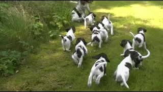 EngelseSpringerSpaniel KennelAandacht NestO week6 [upl. by Frear]