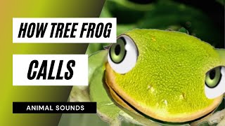 how tree frog calls  frogs mating and callinggreen tree frogsfrog video [upl. by Yuri]