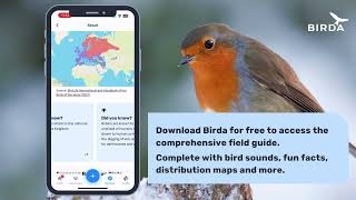 Birda Species Guide [upl. by Ondrea]