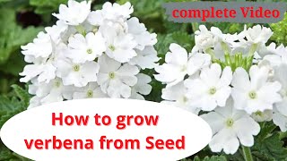 how to grow verbena from seed  complete details  tips amp care verbina [upl. by Kroo19]