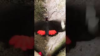 Butterfly Heliconius Hortense Flaps Wings While Stationary [upl. by Newberry]