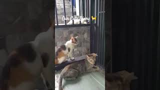 110624 ourcatsdiary someofourcats housefullofcats tohelplessenstraycats cats catsofyoutube [upl. by Ayor]