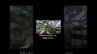 Globo Rural super matéria sobre Bonsai conteúdo está completo em nosso canal [upl. by Serolod]