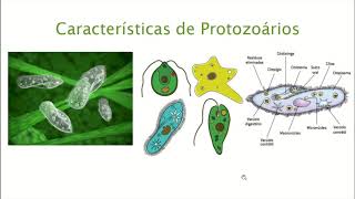 Biologia  Aula 15  Algas Protozoários e Fungos [upl. by Stav]