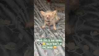 Mornings with Hazel Ann dogsofyoutube furkids wakeywakey furkids furmama mornings [upl. by Niklaus]