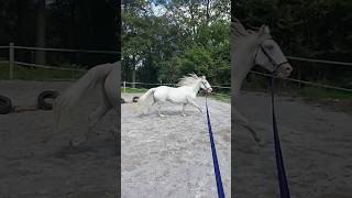 Lunging Sky  the Lipizzaner [upl. by Swen313]