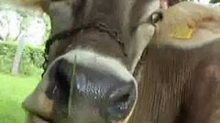 Yodeling Song about a Cow Die Bless mei Kuah  Tyrolean Evening DVD [upl. by Josh]