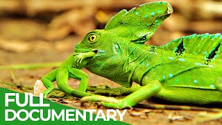 Wildlife Instincts Survival Techniques  Iguana vs Basilisk  Free Documentary Nature [upl. by Margarita]