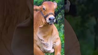 Brahman bull foryou viralvideo trending shorts [upl. by Gnivre]