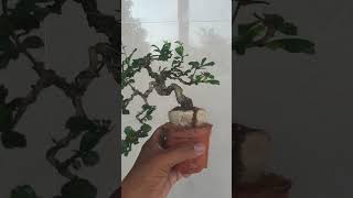 Carmona mini bonsai bonsai mini trà phúc kiến hokian tea [upl. by Ahsian71]