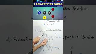 What is Peptide Bond lpeptide peptides aminoacidos protein biology neet aminoacid bonds bio [upl. by Nimra]