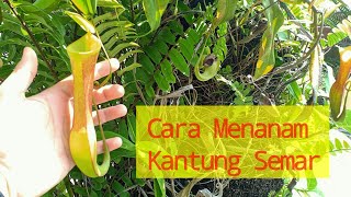 Cara Mudah Menanam Tanaman Karnivora Kantung Semar  Nepenthes sp [upl. by Ominoreg]