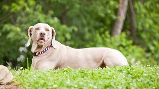 2688684Weimaraner and Child [upl. by Winton243]