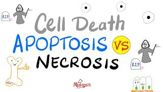 Apoptosis vs Necrosis  Cell Death  Pathology Series [upl. by Britney437]