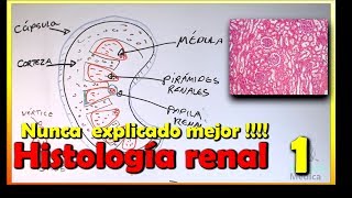 Histología de Riñón [upl. by Paehpos]