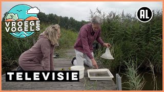 Steurgarnalen in brak water  TV  Vroege Vogels [upl. by Nywnorb]