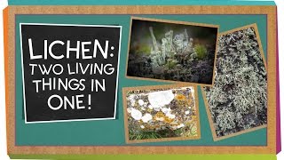 Lichen Two Living Things In One  Biology for Kids [upl. by Zaccaria740]