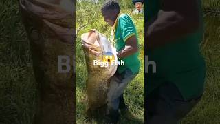 Big fish catching 😱 amazing fish trap 🦈 ammmaz fishing 🐋fish amazingfish biggfish bigfish ami2 [upl. by Enajharas]