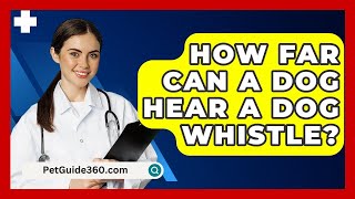 How Far Can A Dog Hear A Dog Whistle  PetGuide360com [upl. by Lelia]