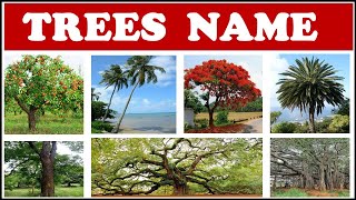 Trees Names  Names of trees for kids  Names of Trees in English  Names of Trees with pictures [upl. by Lotti]