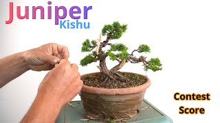 Juniper chinensis will become a bonsai bonsai juniperbonsai [upl. by Mobley244]