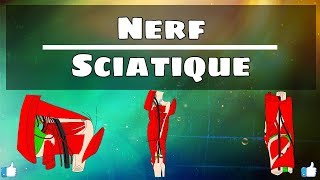 Anatomie du membre inférieur  Nerf sciatique [upl. by Eselrahc433]