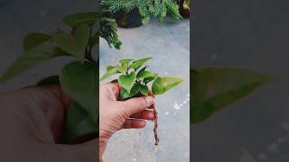 Growing bougainvillea plant from cutting propagation bougambilia subscribe shortsfeed [upl. by Reteip]